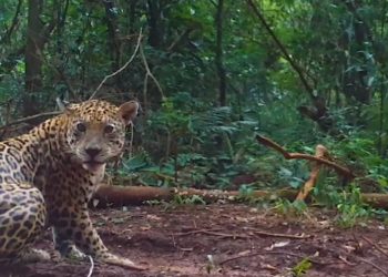Brasil: População de onças pintadas no Parque Nacional do Iguaçu dobra em 20 anos