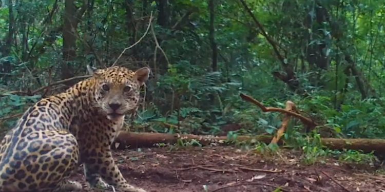 Brasil: População de onças pintadas no Parque Nacional do Iguaçu dobra em 20 anos