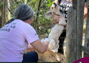 Rio Novo: Prefeitura inicia vacinação antirrábica