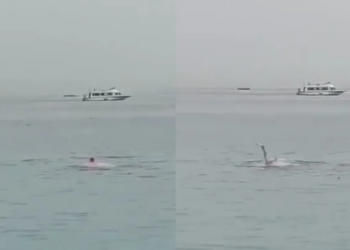 Mundo: Russo morre em ataque de tubarão no mar do Egito