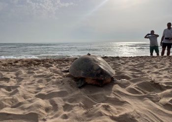 Mundo: Tartarugas marinhas nidificam na Espanha enquanto as águas esquentam