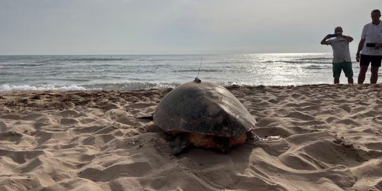 Mundo: Tartarugas marinhas nidificam na Espanha enquanto as águas esquentam