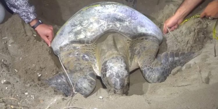 Mundo: Número de tartarugas volta a crescer no Mediterrâneo após esforços de entidades