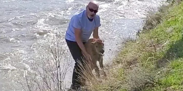Mundo: Turista que tocou em filhote de bisão nos EUA é condenado