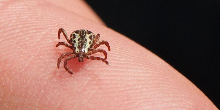 Brasil: Confirmadas três mortes por febre maculosa em Campinas (SP)