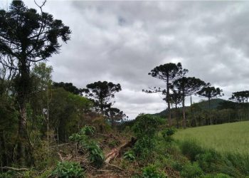 Brasil: Ações ambientais ajudam na recuperação de 254 hectares de florestas