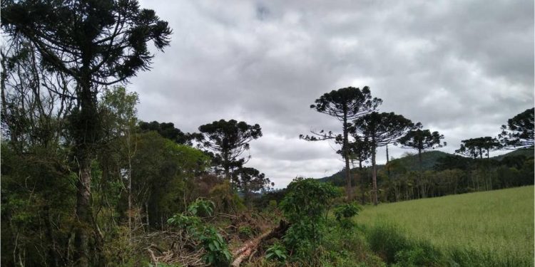 Brasil: Ações ambientais ajudam na recuperação de 254 hectares de florestas