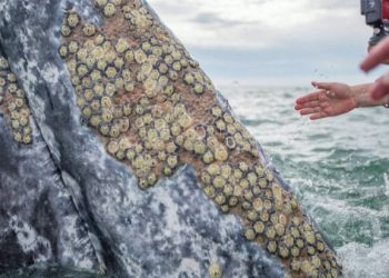 Mudo: Baleias procuram humanos para remover parasitas da pele no México