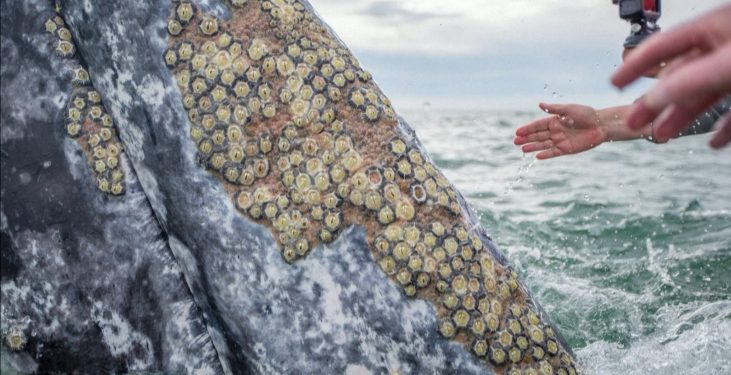Mudo: Baleias procuram humanos para remover parasitas da pele no México