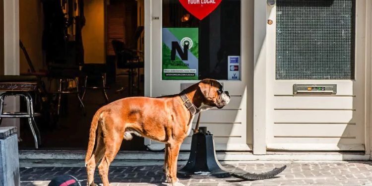 Mundo: Holanda é o 1º país a não ter mais cachorros na rua