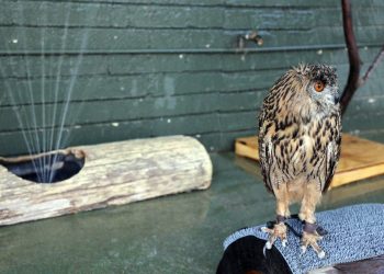 Calor: Chuveiros para corujas e guloseimas geladas para macacos em zoológico dos EUA