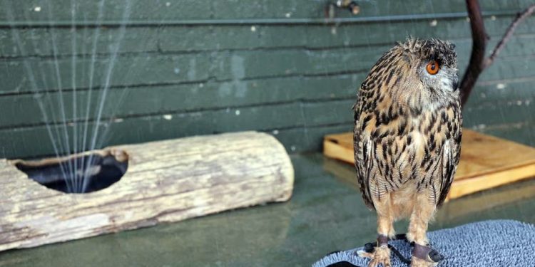 Calor: Chuveiros para corujas e guloseimas geladas para macacos em zoológico dos EUA
