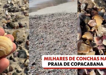 Meio Ambiente: Milhares de conchas aparecem na Praia de Copacabana