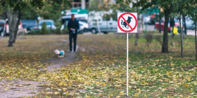 Mundo: Cidade francesa usa reconhecimento de DNA canino para acabar com fezes nas ruas