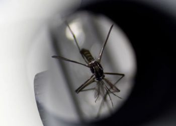 Mundo: Mudanças climáticas podem provocar aumento mundial de mosquitos