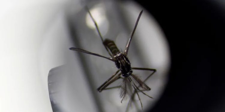 Mundo: Mudanças climáticas podem provocar aumento mundial de mosquitos