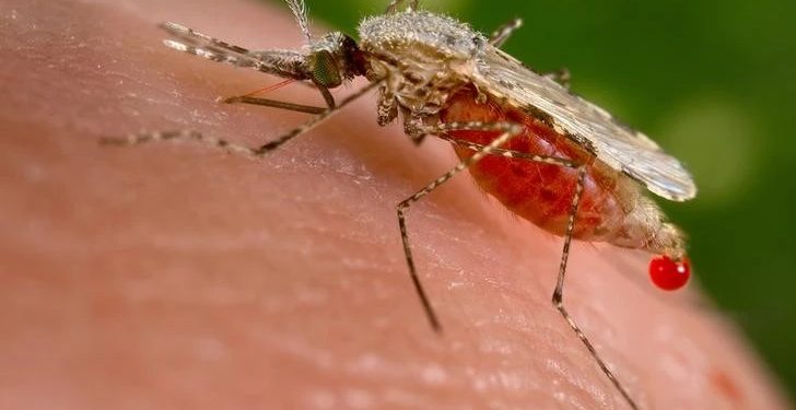 Mundo: Mudanças climáticas podem provocar aumento mundial de mosquitos