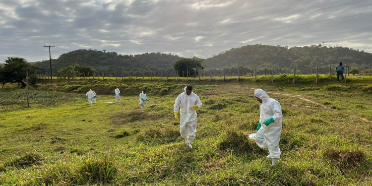 Kennedy: Vigilância Ambiental faz trabalho de prevenção da febre maculosa