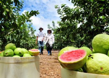 Kennedy: Programa de Fruticultura abre cadastramento para a 2ª etapa