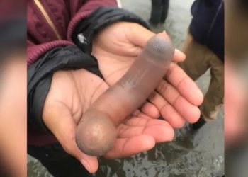 Mundo: Centenas de ‘peixes-pênis’ são vistos na costa da Argentina