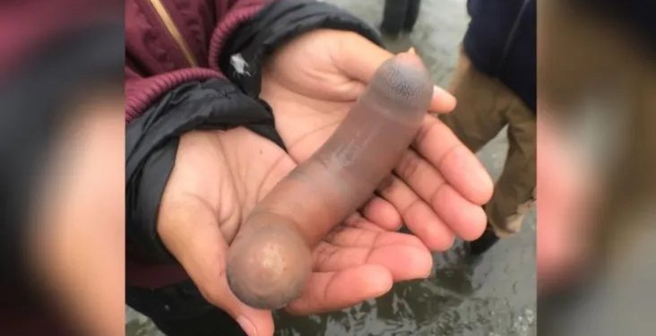 Mundo: Centenas de ‘peixes-pênis’ são vistos na costa da Argentina