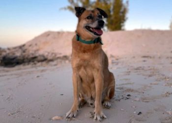 Mundo: Cão cego e surdo guia hóspedes até a praia e viraliza