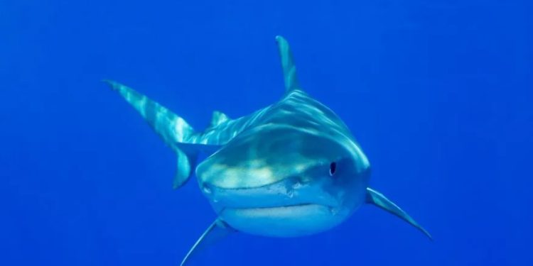 Curiosidade: Tubarões são milhões de anos mais velhos que dinossauros