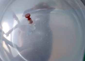 Mundo: Pesquisadores tentam ‘enganar a natureza’ com útero artificial