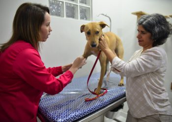 Vitória: Programa de Castração Animal ultrapassa marca de 5 mil procedimentos