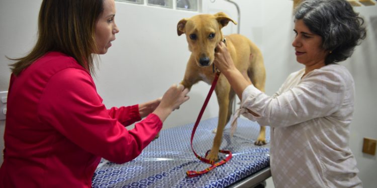 Vitória: Programa de Castração Animal ultrapassa marca de 5 mil procedimentos