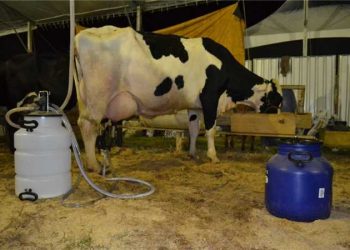 Alfredo Chaves: Prefeitura torna público os editais dos Concursos Leiteiro e de Bananas