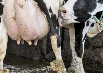 Kennedy: Prioridade para o produtor rural na 24° ExpoKennedy