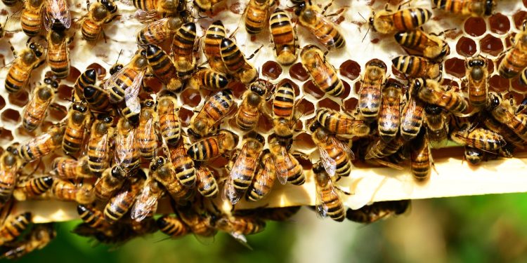 Brasil: Aplicação errada de agrotóxico mata 100 milhões de abelhas em MT