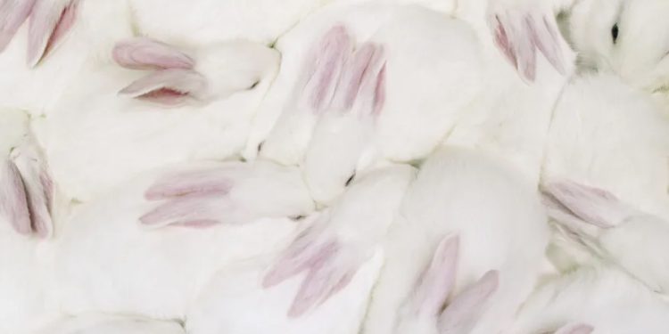 Mundo: Canadá proíbe testes de cosméticos em animais
