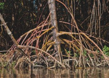 Anchieta: Dia Internacional de Conservação é marcado por limpeza do mangue