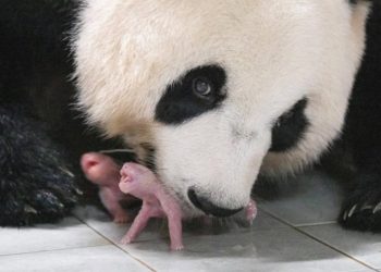 Mundo: Nascimento de pandas gêmeos encanta zoológico na Coreia do Sul