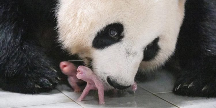 Mundo: Nascimento de pandas gêmeos encanta zoológico na Coreia do Sul