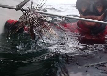 Brasil: Peixe venenoso invade o mar brasileiro e pode se espalhar por todo litoral