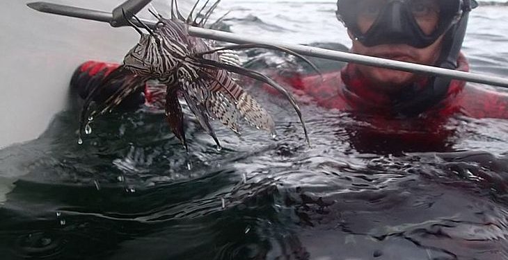 Brasil: Peixe venenoso invade o mar brasileiro e pode se espalhar por todo litoral