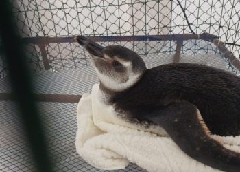 Estado: Pinguins começam a chegar às praias capixabas e Iema orienta quanto ao resgate