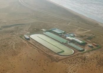 África: Startup usa algas para combater a crise climática
