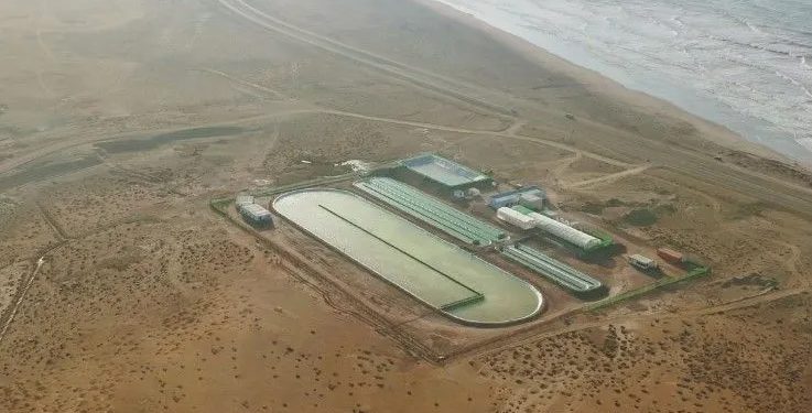 África: Startup usa algas para combater a crise climática