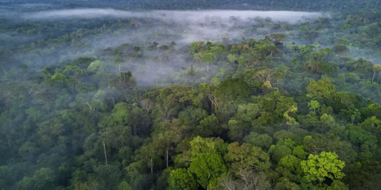Mundo: Cúpula de 15 países discute futuro da Amazônia