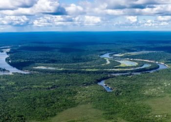 Mundo: Cúpula pode ser “virada” em luta contra desmatamento