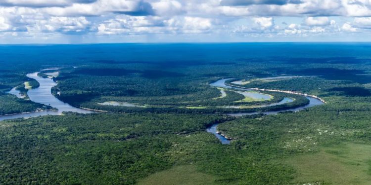 Mundo: Cúpula pode ser “virada” em luta contra desmatamento