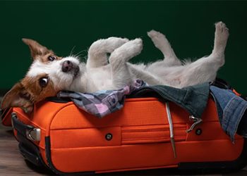 Justiça: DPU defende direito de pessoa com deficiência levar animal em voos