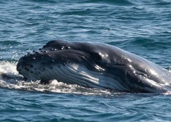 Meio ambiente: Baleia aparece no litoral de SP levando filhote na cabeça