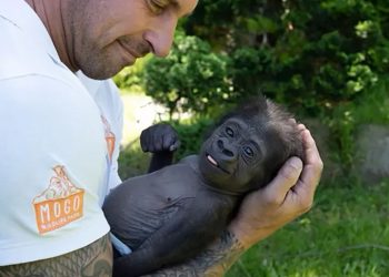 Mundo: Bebê gorila doente e rejeitado ganha mãe adotiva