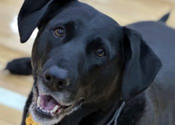 Mundo: Cão acelera carrinho de golfe e atropela criança de 4 anos nos EUA