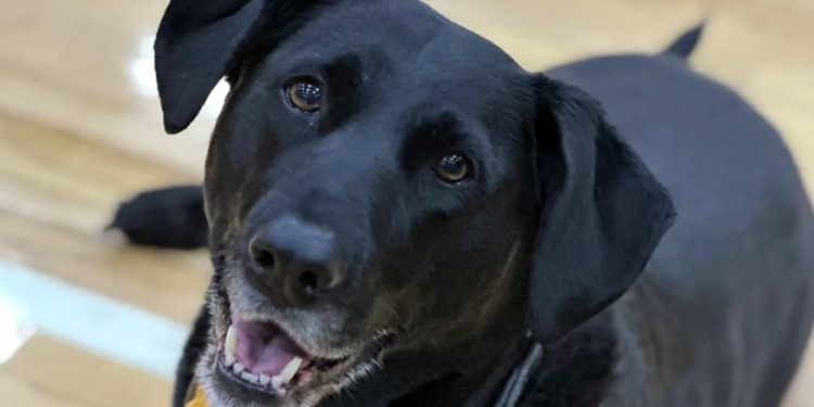 Mundo: Cão acelera carrinho de golfe e atropela criança de 4 anos nos EUA